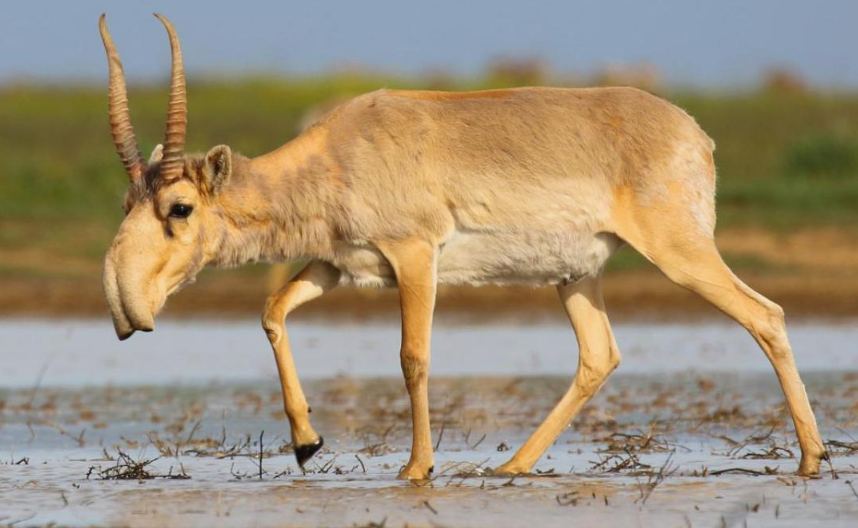 Сайгак — ровесник мамонтов, единственный из древних степных антилоп, доживший до наших дней.