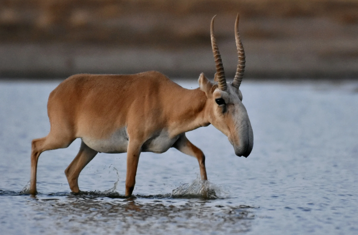 Его нос-хобот не для красоты: он охлаждает горячий воздух летом и согревает ледяной зимой.