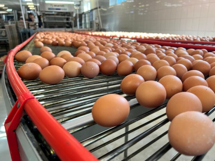    Фото:Пресс-служба министерства сельского хозяйства и продовольствия края