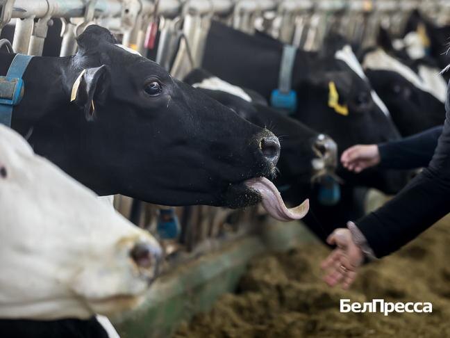 Фото: Павел Колядин