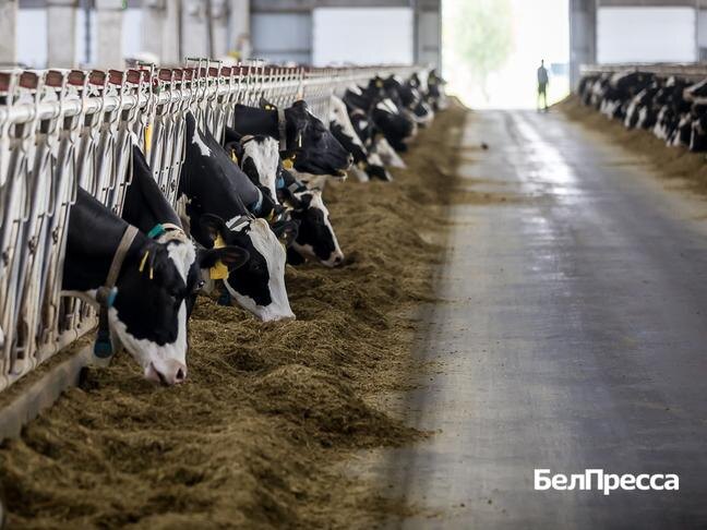 Фото: Павел Колядин