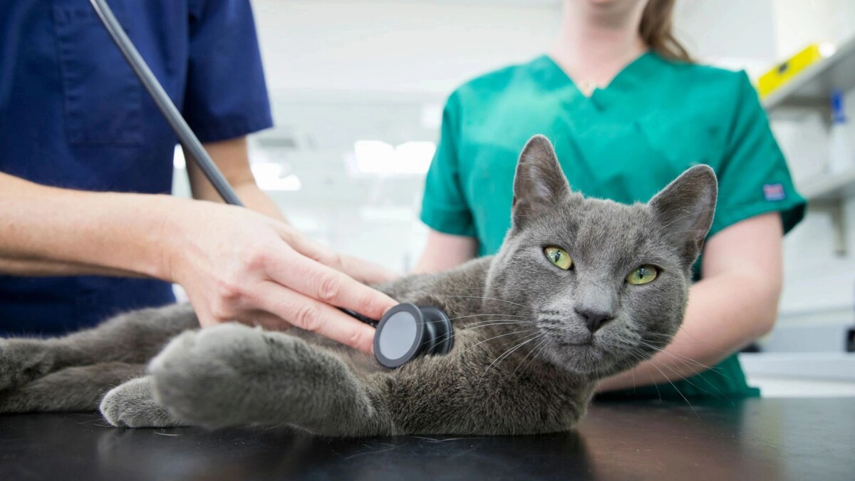    Фото: Juice Flair/Shutterstock/Fotodom