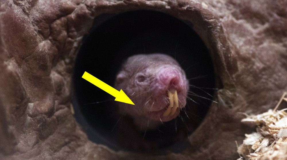    Некоторые голые землекопы выполняют роль уборщиков туалетов — новые открытия шокируют ученых