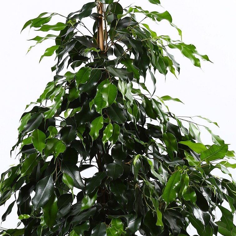 Фикус Бенджамина