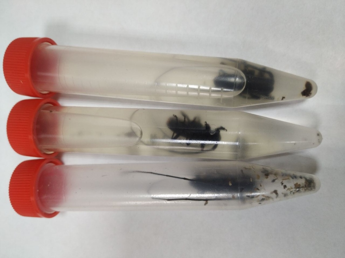 Фото: пресс-служба Уральского межрегионального управления Россельзознадзора  📷
