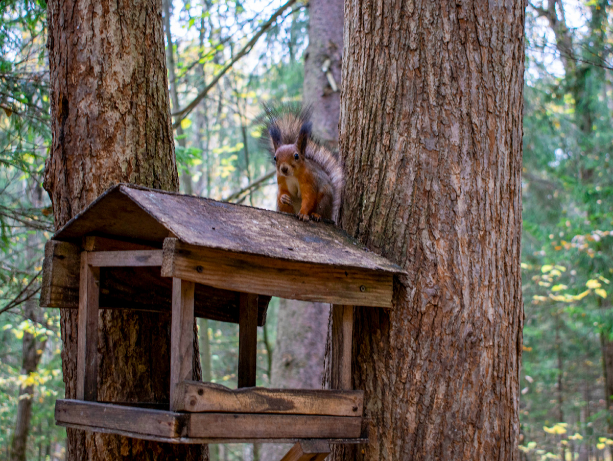 Белка в лесу. «Глаза в глаза». Фотография автора статьи. 