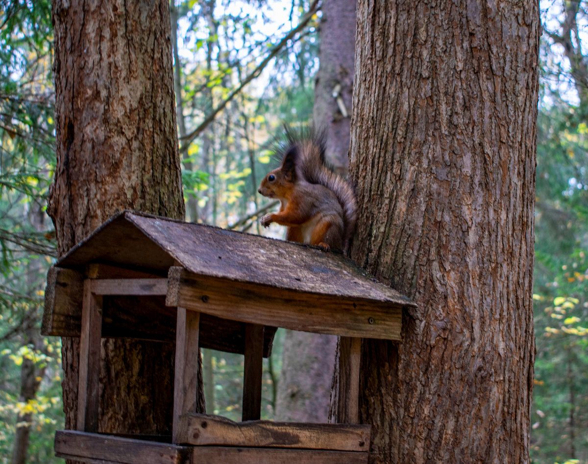 Белка позирует, словно фотомодель. Фотография автора статьи. 