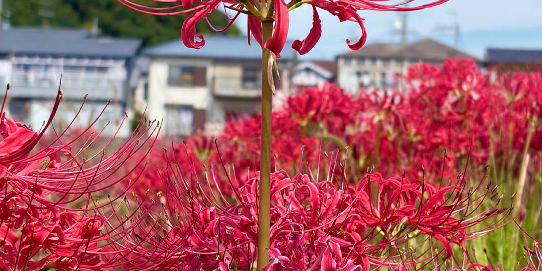 Осень в Японии совсем другая. Как протекает осенний период здесь