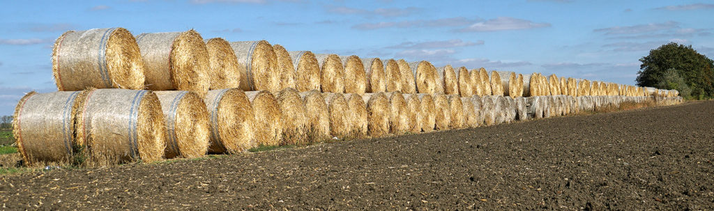    Животноводством ООО «Нива» не занимается, но в хорошем хозяйстве ничто зря не пропадает, вот, например, солома, скатанная в огромные рулоны, защищает от ветра поле с молодым луком. Владимир Головенко