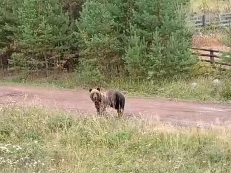 © Фото: t.me/glavabratskraion