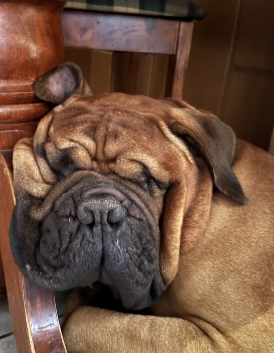 Фото автора. Бульмастиф и джаз Торда Густавсена (Tord Gustavsen)