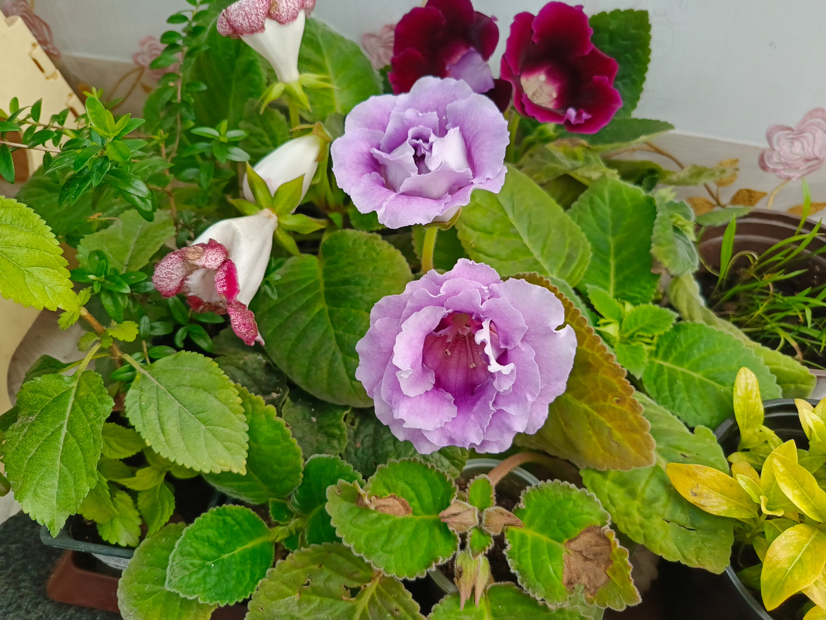 Глоксиния ю1 