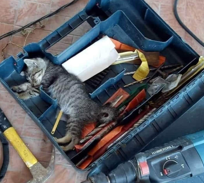 Котики дня -4