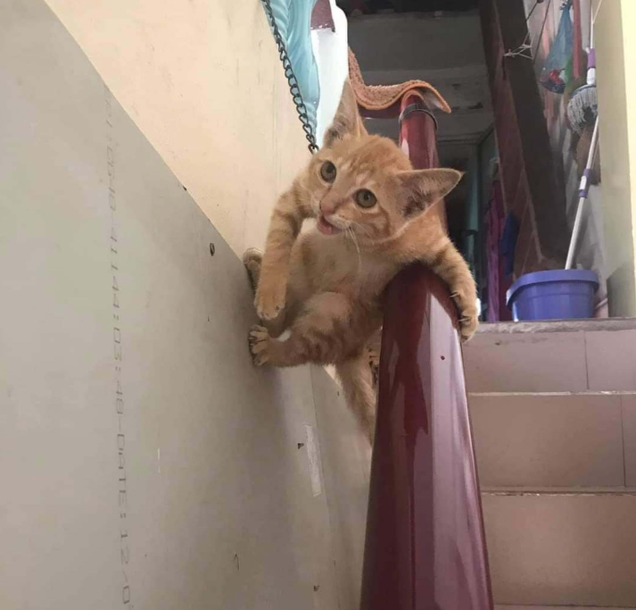 Котики дня -7