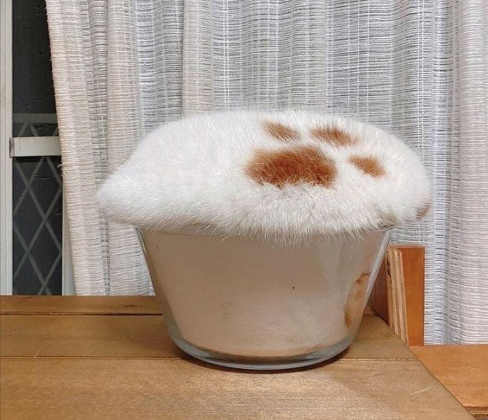 Котики дня -14