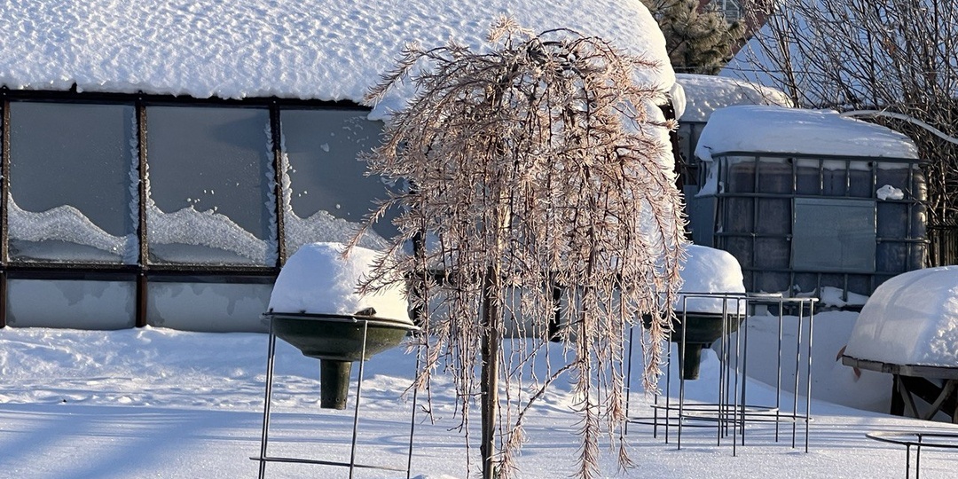 Как подготовить лиственницу на штамбе к зиме