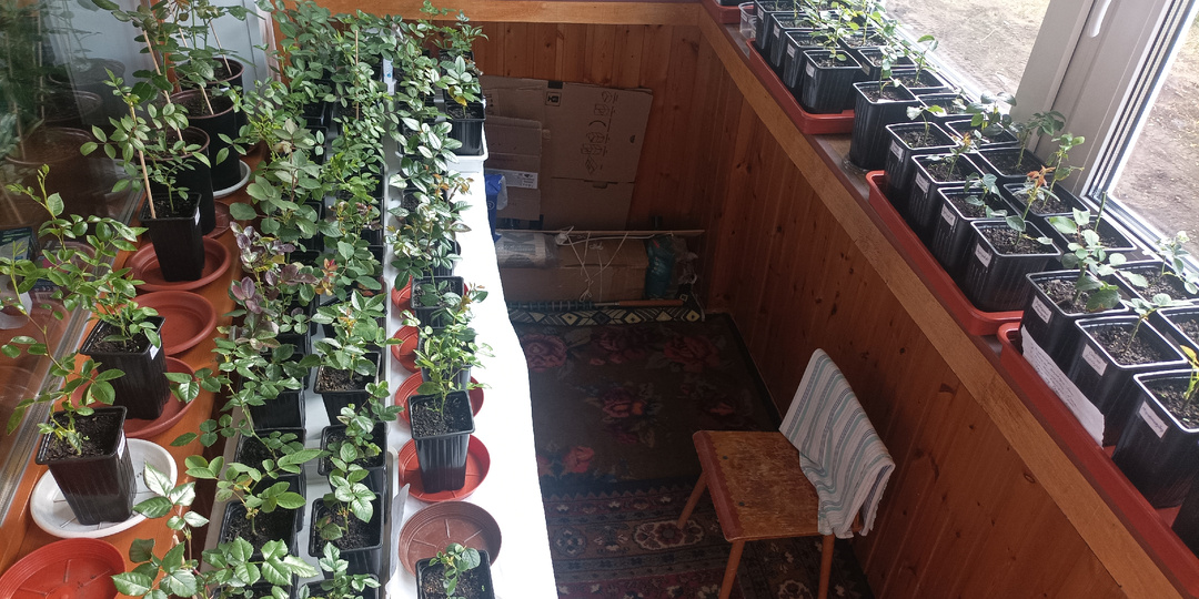 Из дачной теплицы на городскую лоджию: как идет доращивание черенков роз дома. И что есть в наличии на октябрь 2025 г