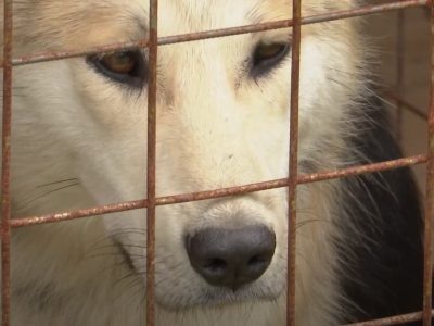    Фото: ГТРК "Карелия"