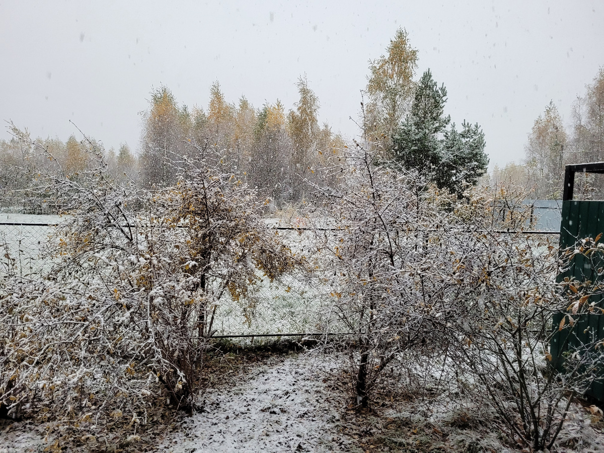 Первый снег