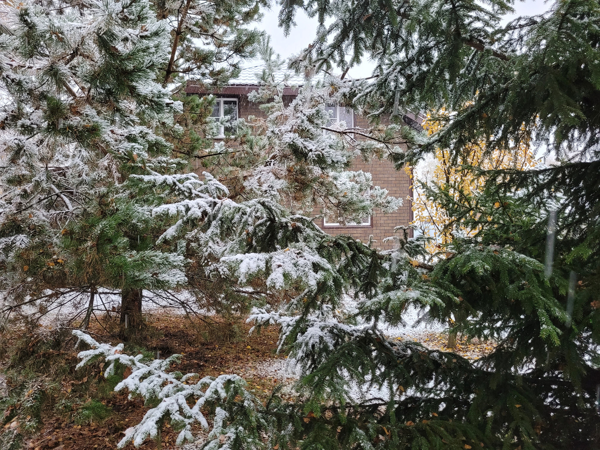 Снег припорошил ёлочку и сосну.