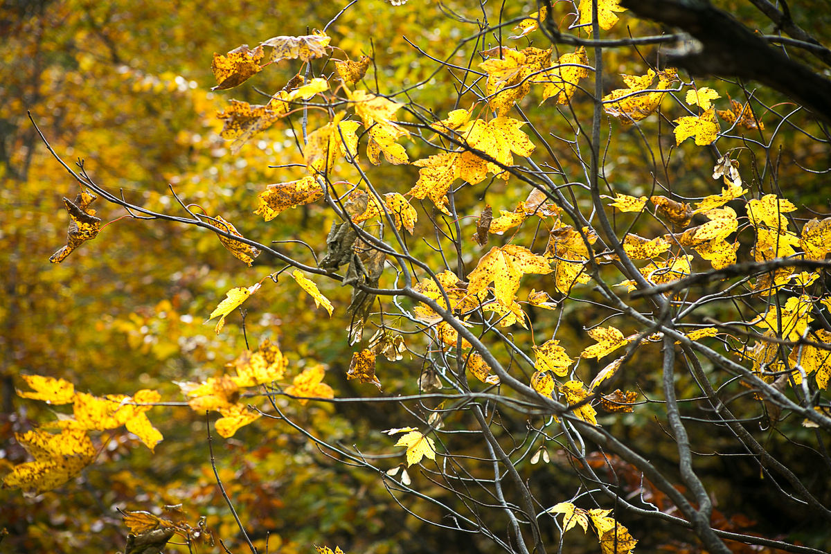 Автор фото Елена Якимова / Greenfingers
