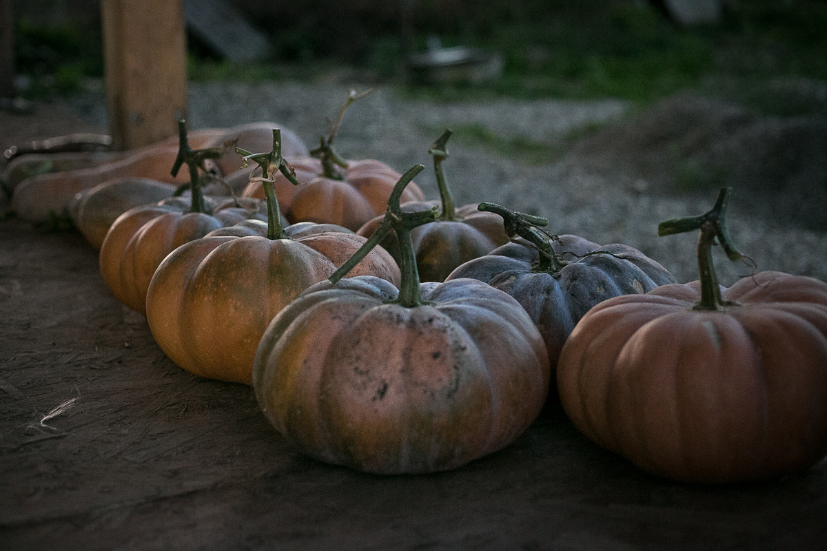 Автор фото Елена Якимова / Greenfingers