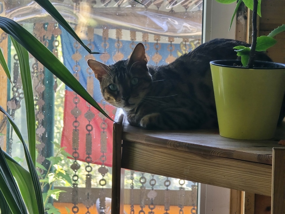    10 пород кошек, которые преданнее любой собаки - не променяют хозяина даже на колбасу