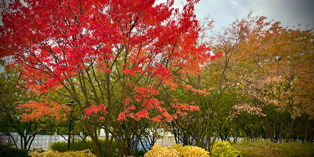 Город из чистого золота: 6 красивых мест осеннего Санкт-Петербурга