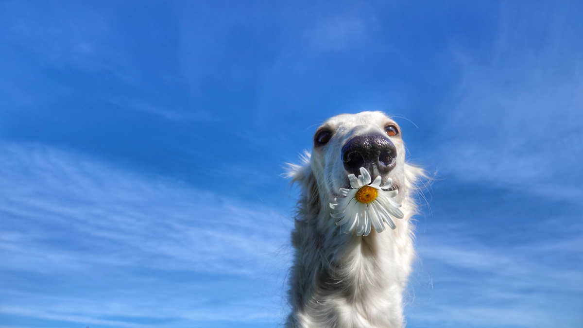 Наша Маша, ей зубки мы уже починили