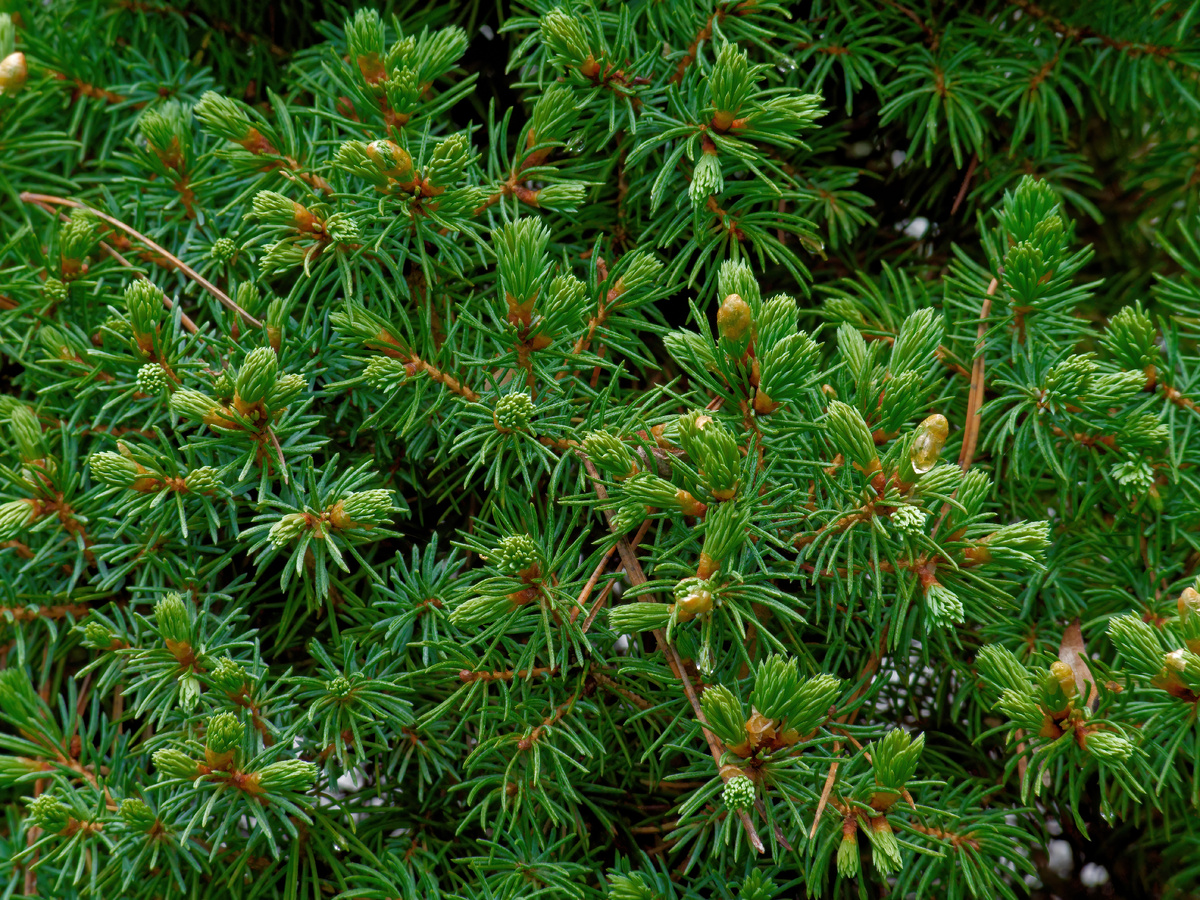 https://www.freepik.com/free-photo/closeup-shot-spruce-tree-branches_13422672.htm#fromView=search&page=1&position=4&uuid=10b62f2d-32c4-4ffe-b469-0ce84583f6f6&query=пихта