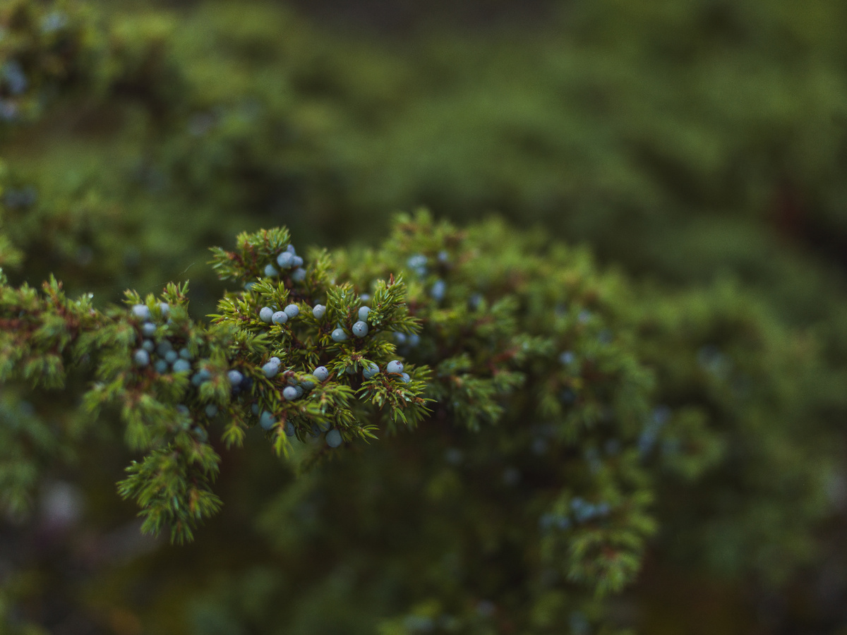 https://www.freepik.com/free-photo/selective-focus-shot-small-blue-fruits-spruce-tree_8753501.htm#fromView=search&page=1&position=2&uuid=608c437f-2b55-42a8-acaf-ab65456ff606&query=Можжевельник