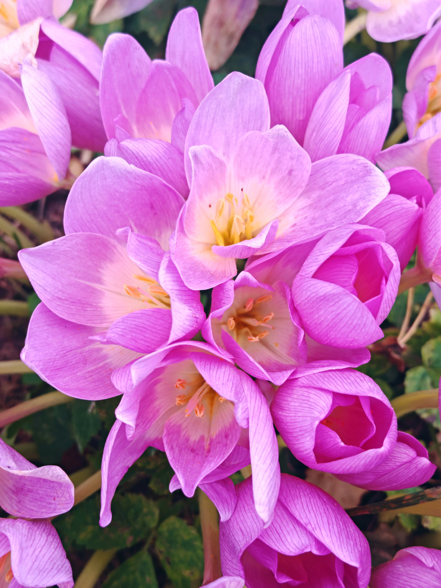 Октябрьские цветы 