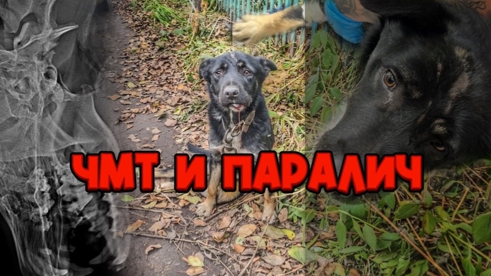Он уже выжил однажды, а теперь ЧМТ и паралич, нужна помощь подписчиков!