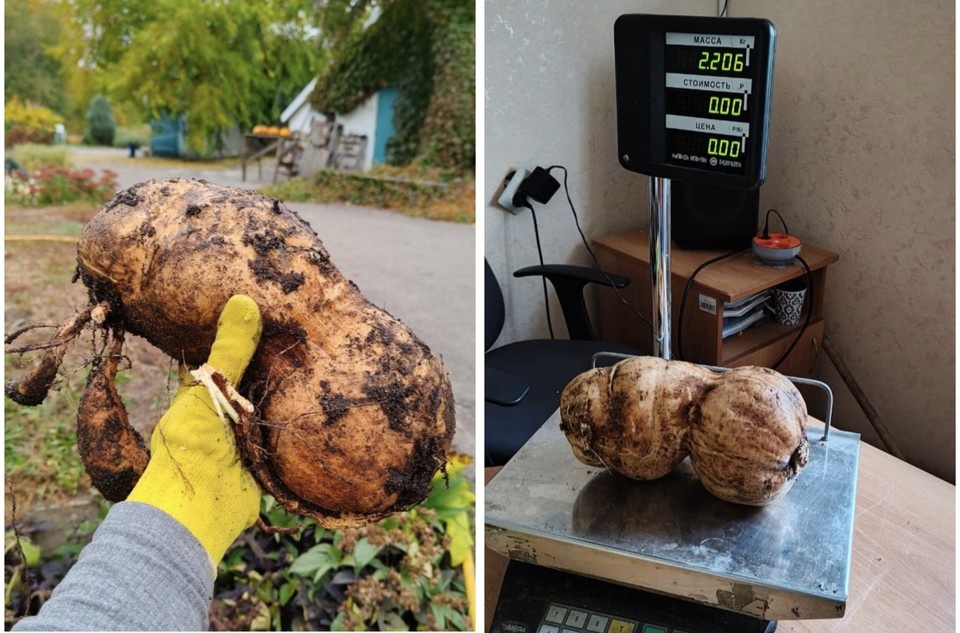    фото ботанического сада Воронежа