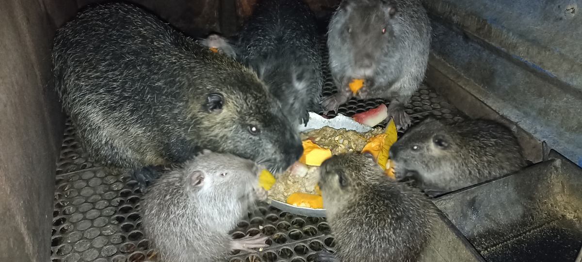 семья нутрий