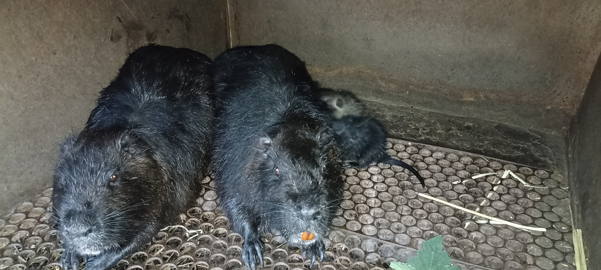 кормящая самка нутрии