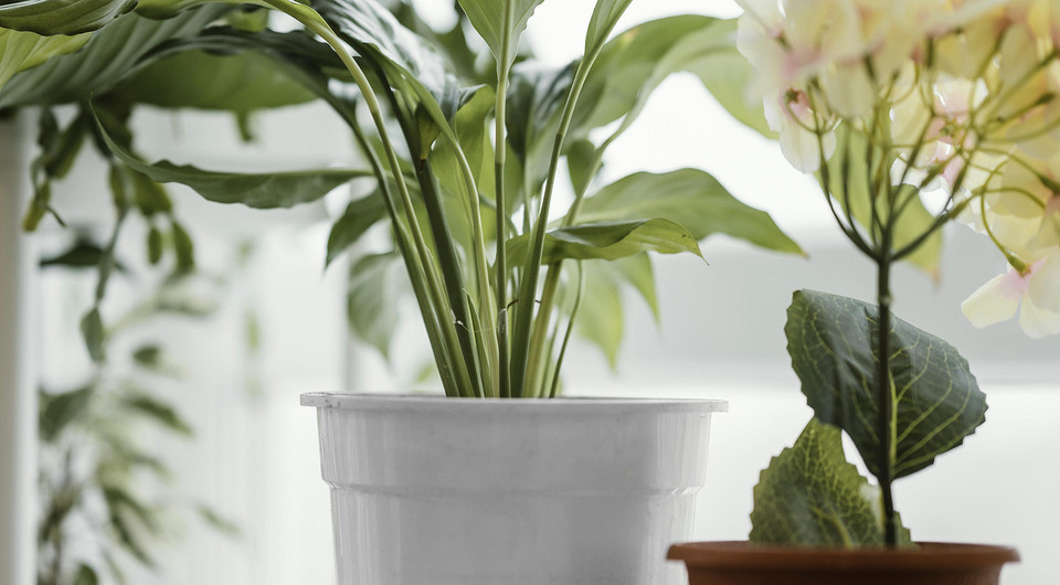 Польза растений