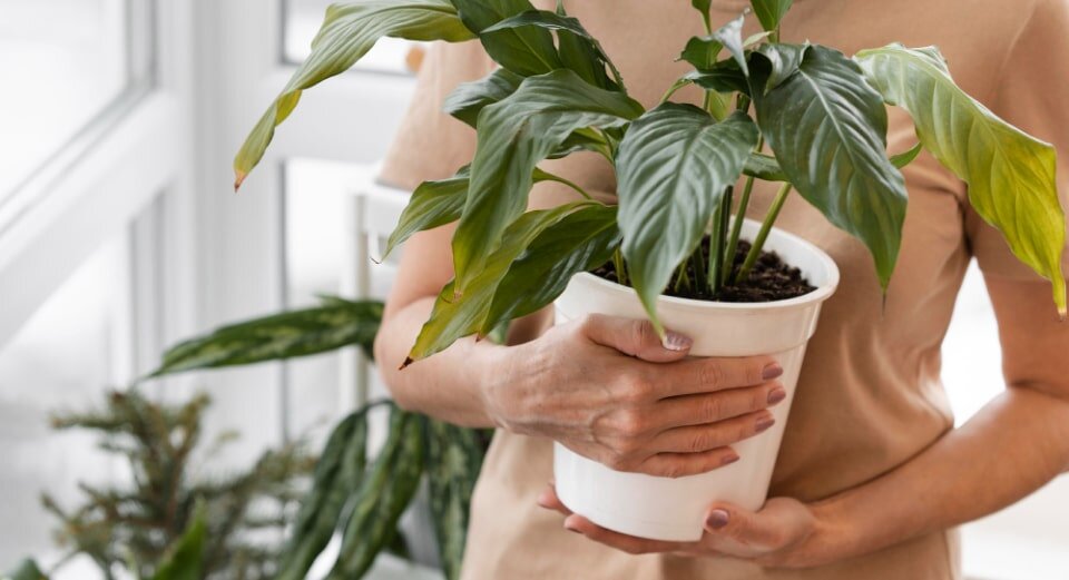 Растения которые очищают воздух