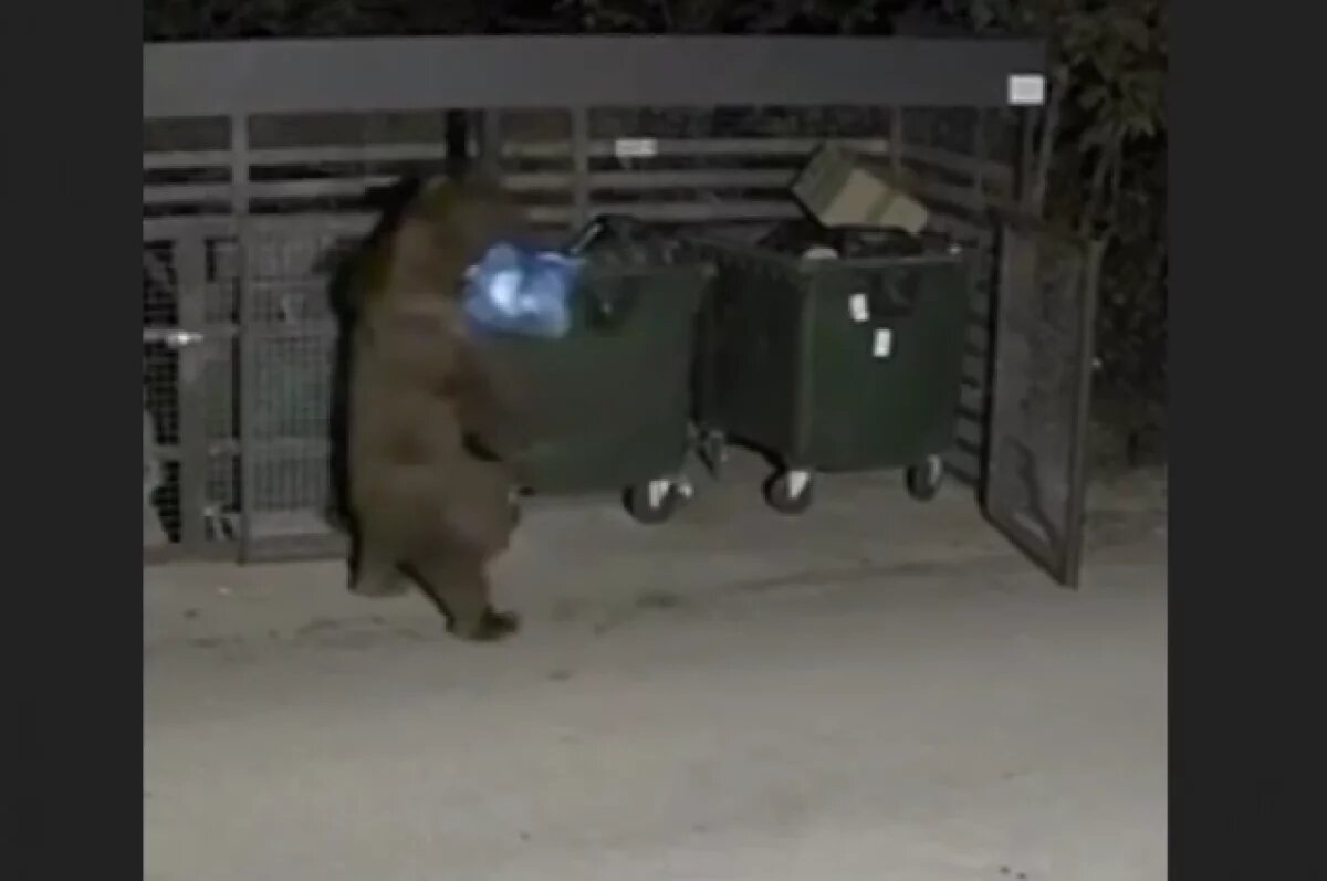    Сочинцев беспокоит медведь, повадившийся питаться на мусорке