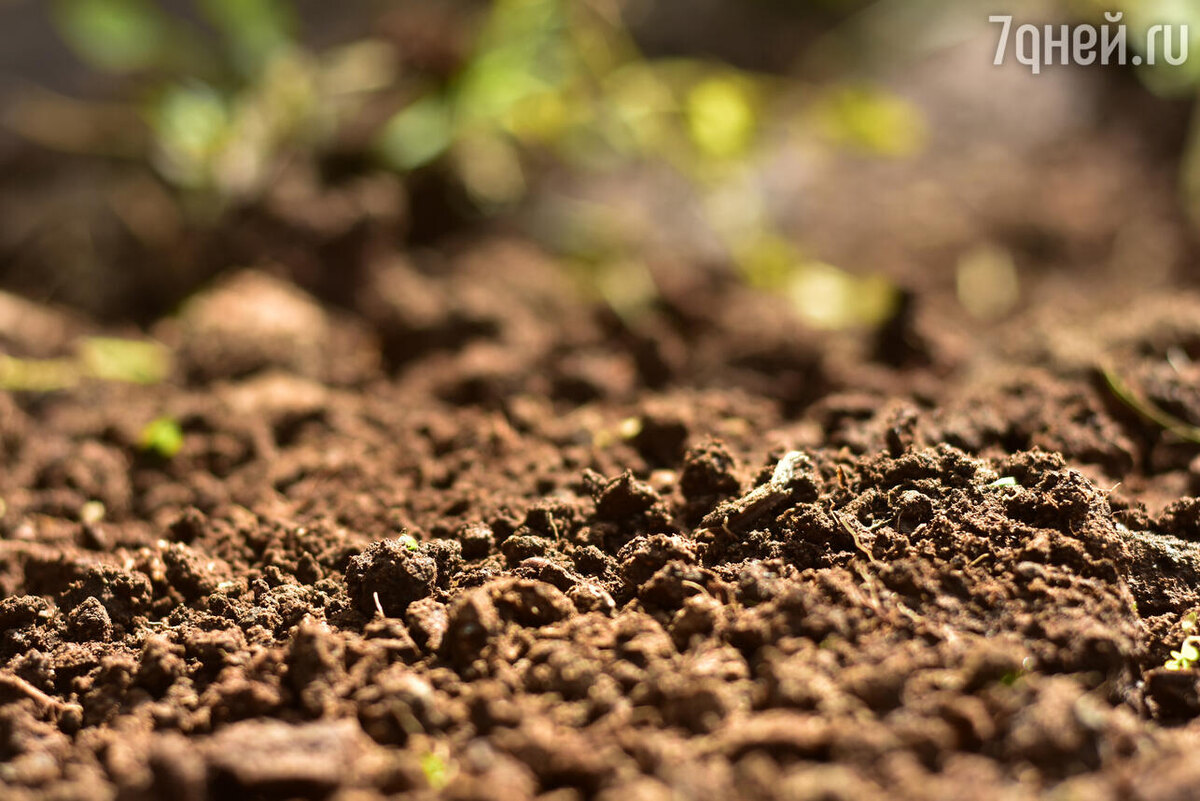    К чему снится чернозем 123RF/legion-media.ru