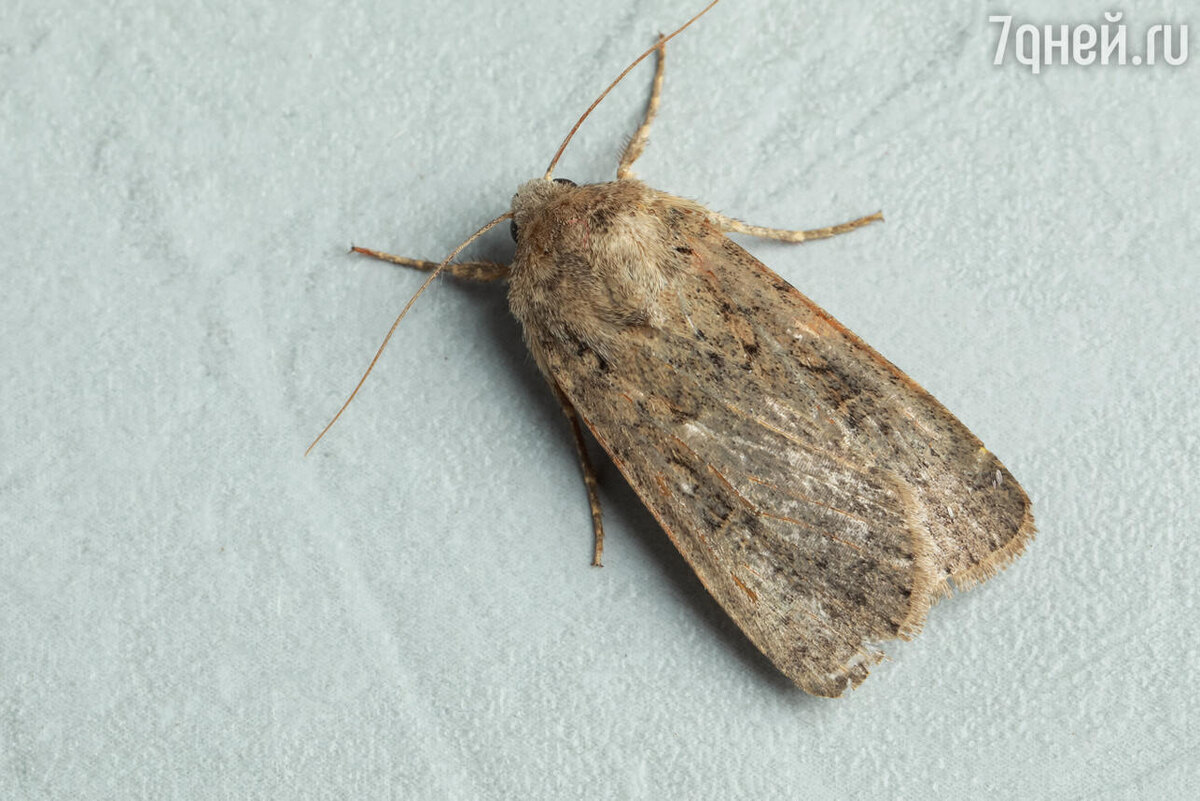    К чему снится моль 123RF/legion-media.ru