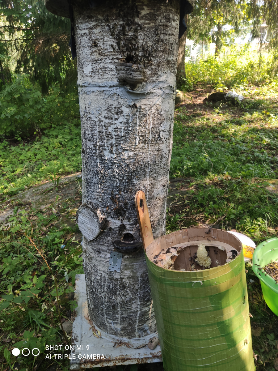 Из ловушки пересадили в берёзовую колоду. 