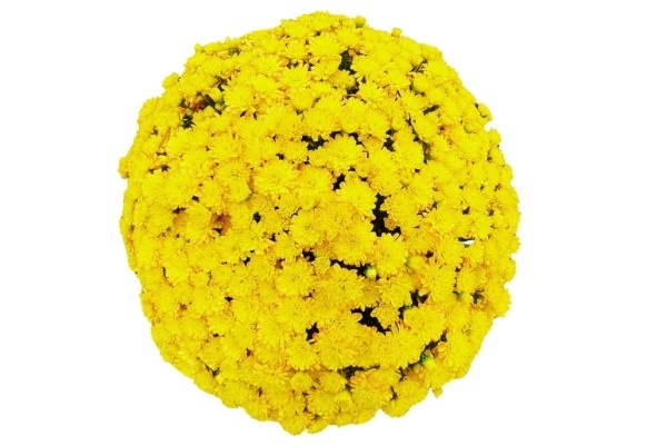 Хризантема мультифлора шаровидная: уход в открытом грунте осенью