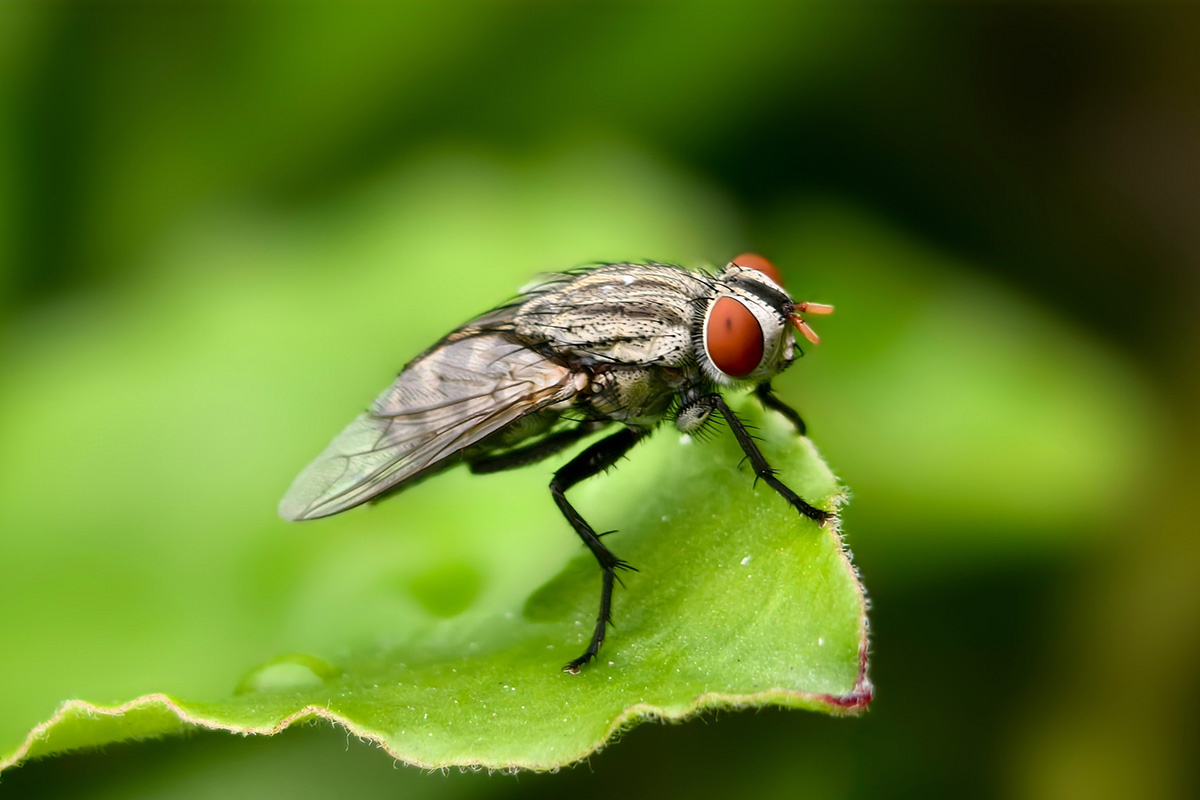 MD Rubbi / Shutterstock / FOTODOM📷Мухи — это широкий термин, охватывающий несколько различных видов насекомых