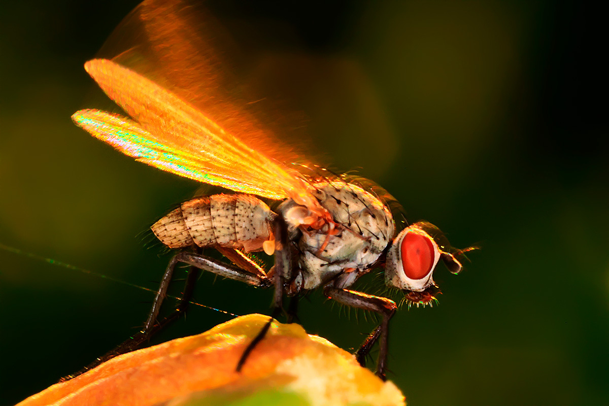 Kichigin / Shutterstock / FOTODOM📷    100 .  