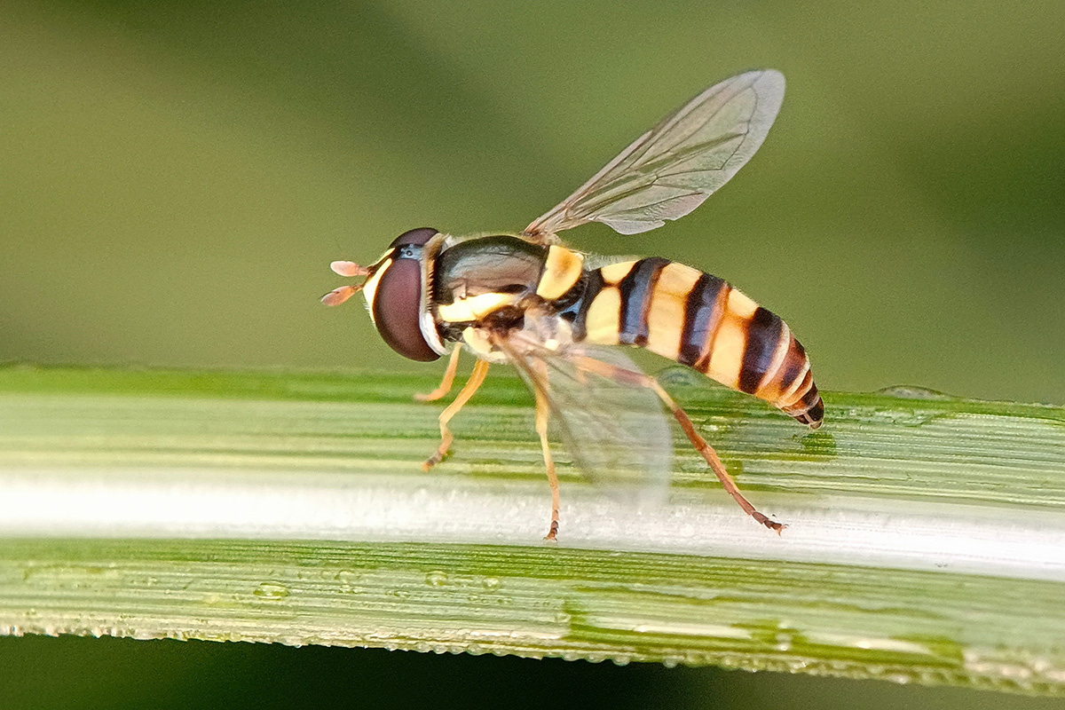 Vicky Wiedira / Shutterstock / FOTODOM📷-    ,        