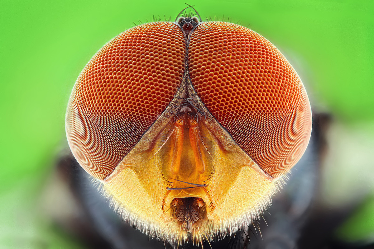 Khairul Bustomi / Shutterstock / FOTODOM📷        ,        