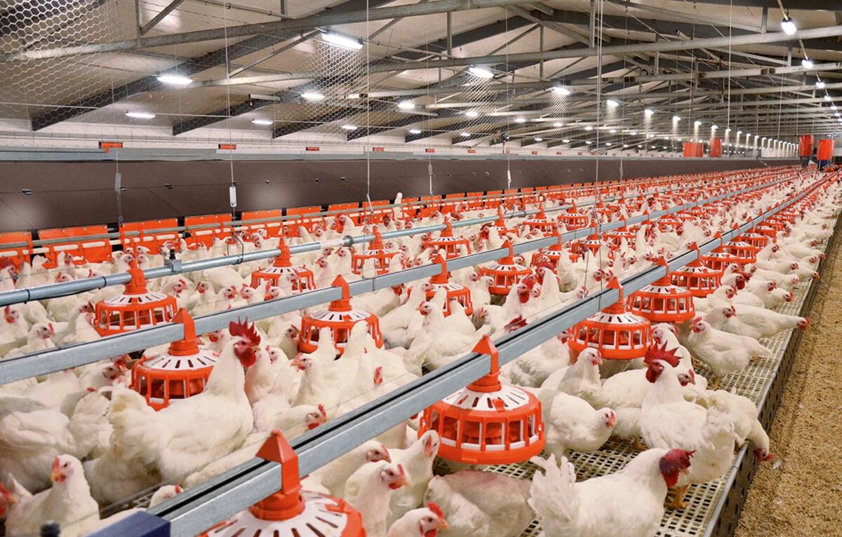 Современная птицефабрика