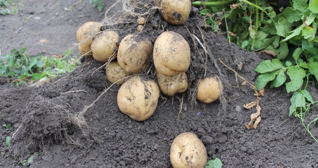 Что посадить после картофеля на следующий год