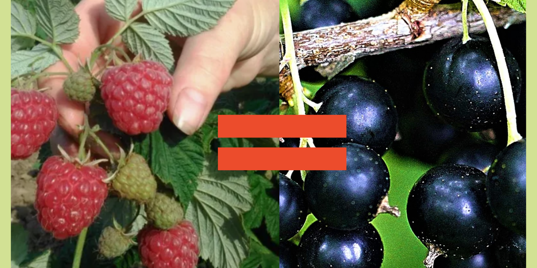 Выращиваем смородину, КАК малину. Без БОЛЕЗНЕЙ и ОБРЕЗКИ. Двулетний цикл выращивания чёрной смородины